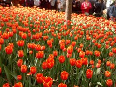 -洛阳郁金香牡丹园
