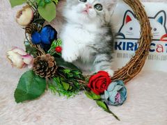 -十年猫舍·猫咪专门店(普陀店)