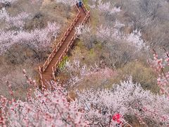 -大岭沟猕猴桃谷风景区