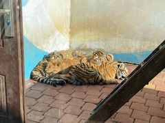 -大连森林动物园