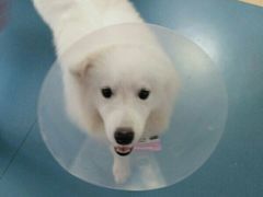 -芭比堂动物医院·犬猫全科·异宠专科(雁塔分院)
