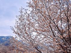 -崂山九水游览区