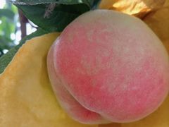 -老袁家蜜桃农场·阳山水蜜桃