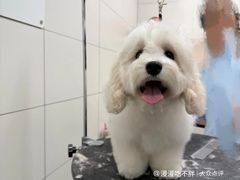 -帕帕拉兹宠物(亚洲旗舰店)