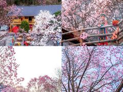 -九皇山景区