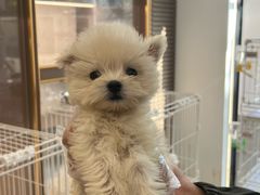 -翊宠yipet猫狗购宠庄园犬舍•猫舍