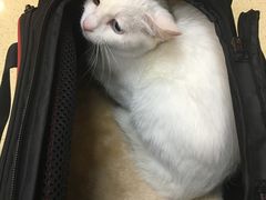 -艾贝尔宠物诊疗