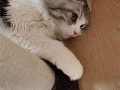 -猫腻·猫咖·撸猫馆(星光大道店)