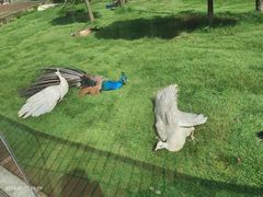 -成都动物园