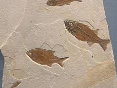 -湖南省地质博物馆