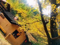 -千年银杏谷文化旅游区