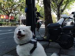 -珊珊小笼馆(仙霞路店)