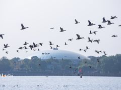 -溱湖国家湿地公园