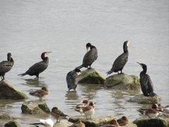 -深圳湾公园(南山区)