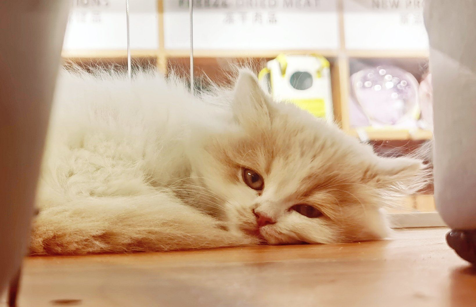 躲在桌子下面的小猫