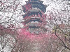 -洋湖国家湿地公园