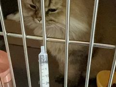 -御宝贝·A梦猫科宠物医院(国际猫友好医院)