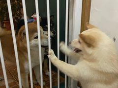 -喜柴咖啡·柴犬狗咖