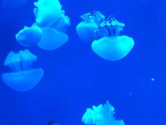 -福州罗源湾海洋世界旅游区