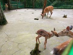 -武陵山森林公园