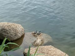 -四海公园(南山区)