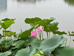 -西海子公园