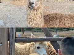 -泉州海丝野生动物世界