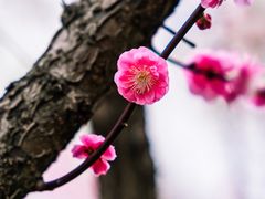 -何园