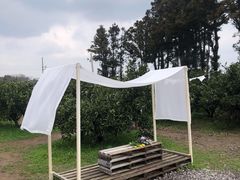 -柑橘农场