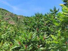 -云岫谷游猎自然风景区