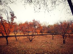 -永定河休闲森林公园