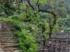 -杨家堂村