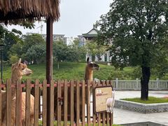 -王借岗森林公园