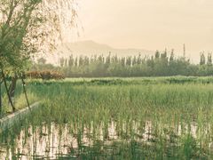 -永定河休闲森林公园