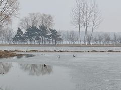 -大兴滨河森林公园