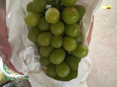 -马陆小张葡萄园农家乐