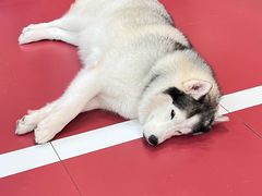 -和它·交个朋友·狗咖猫咖(爱琴海店)