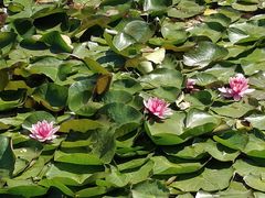 -大连植物园