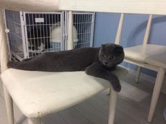 -喵的天空名猫咖啡馆·撸猫·猫舍·用品