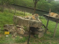 -上海野生动物园