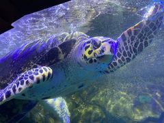 -太平洋海底世界