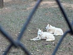 -大连森林动物园