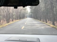 -日照海滨国家森林公园