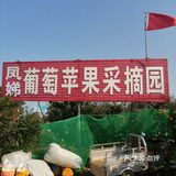周末来采摘苹果🍎吧