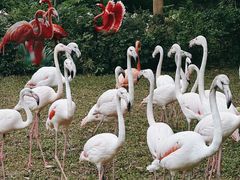 -广州长隆野生动物世界