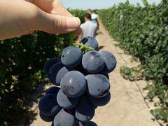 -马陆小张葡萄园农家乐