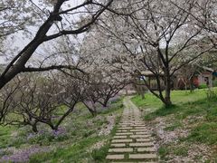 -苏州上方山国家森林公园