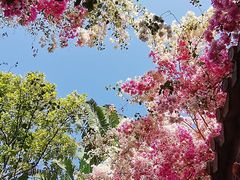 -深圳国际园林花卉博览园