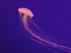 -深圳野生动物园
