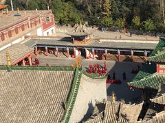 -塔尔寺-菩提树